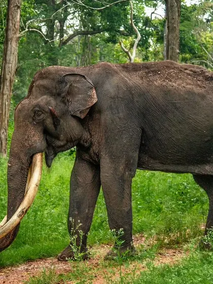 A magnificent tusker, one of the great old bulls of the forest, photographed in his prime. His enormous tusks tell a story of a long life and survival.