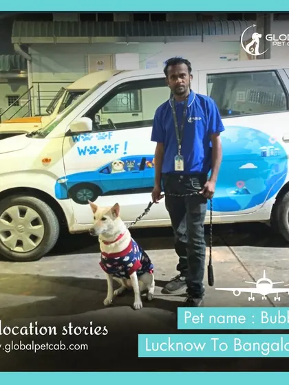 Bubble the dog standing proudly next to our branded pet cab after arriving in Bangalore from Lucknow. We provide airport pickup services for a complete door-to-door experience.