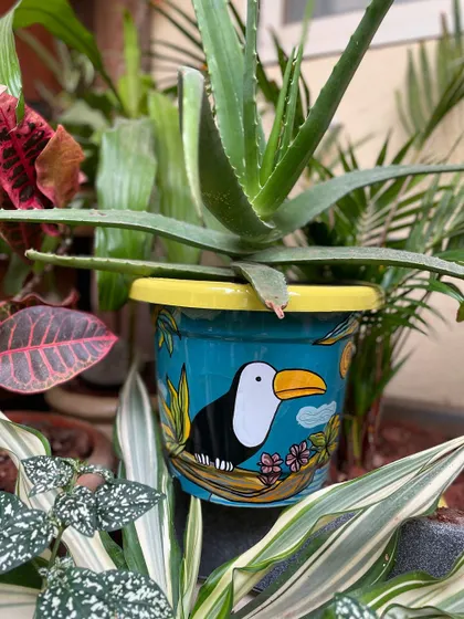A toucan-themed planter adding a tropical vibe to an aloe vera plant.