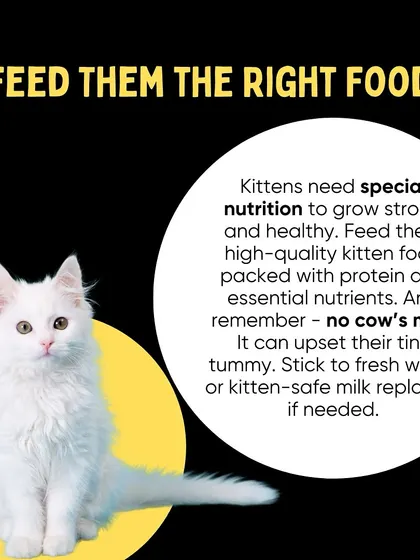 Kittens have specific nutritional needs. Feed them high-quality kitten food and never give them cow's milk, as it can upset their stomach.