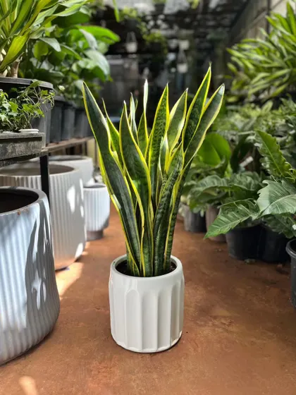The Snake Plant is everyone's favorite for a reason. It's one of the best air-purifiers, incredibly easy to care for, and its upright, architectural leaves look great in any setting. We have some of the lushest specimens available.