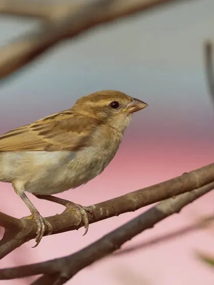 A female House Sparrow perched among branches, with a soft, colorful background. This image shows the softer, more muted beauty of the female of the species.