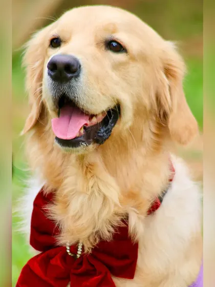 A happy guest at one of our pupper parties. This stunning, professionally shot photo of a Golden Retriever in a festive bow captures the joyful spirit of our community events.