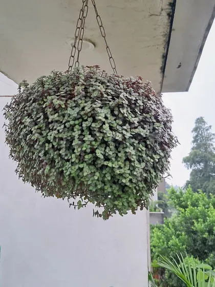 This is a Creeping Inch plant in a hanging basket. It's a fast-growing and beautiful plant that creates a wonderful cascading effect.