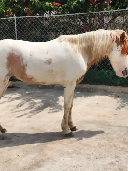 Another angle of our beautiful paint pony. He's a great addition to our diverse group of indigenous Indian ponies.