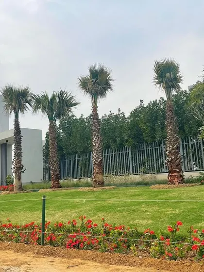 Four mature Washingtonia palm trees planted to create a grand, formal look for this property. I have the equipment and expertise to source and install large trees to give a landscape an immediate sense of establishment.