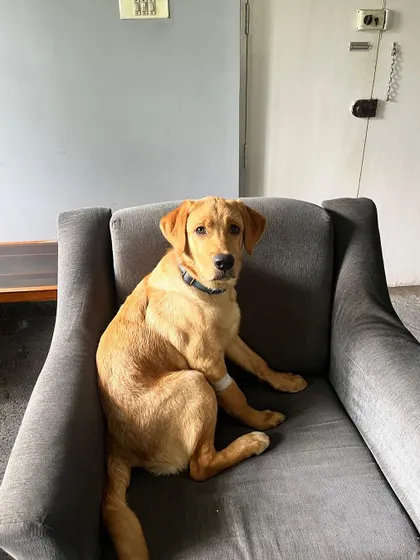 This is Lyka, a 5.5 month old Labrador who was given up by her owners. She is a healthy, vaccinated puppy who gets along very well with other dogs and humans.
