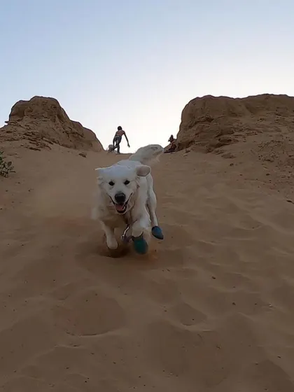 An action shot of Vanilla running down a sand dune in Pushkar. This shows the importance of finding safe, open spaces for dogs to release their energy during a trip.