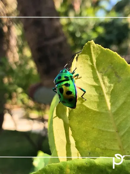 A vibrant green Jewel Bug on a leaf, basking in the sun. A healthy, chemical-free garden supports a wide range of insects, not just the pretty ones, all of whom play a role in the ecosystem.