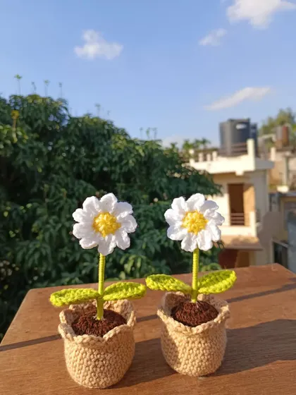 Another shot of the classic potted daisies, showing their clean and timeless design.