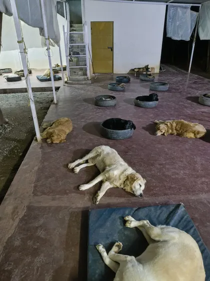 Some dogs prefer to stretch out on the cool floor, while others curl up in their beds. At VOSD, they have the freedom to choose what makes them comfortable. This is their home.