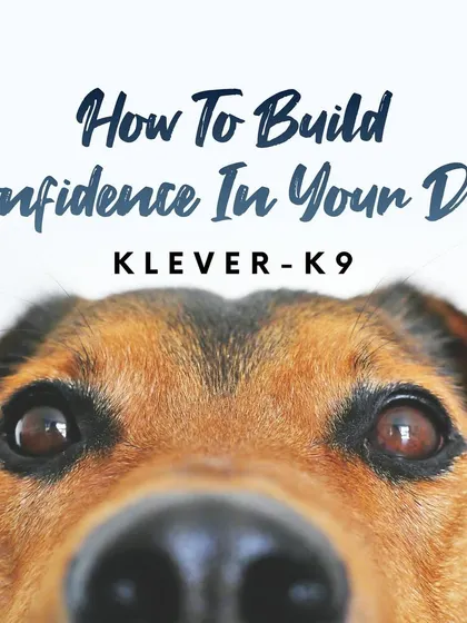 Have a dog that's lacking confidence? This series of tips will give you practical exercises and strategies to help build your dog up.