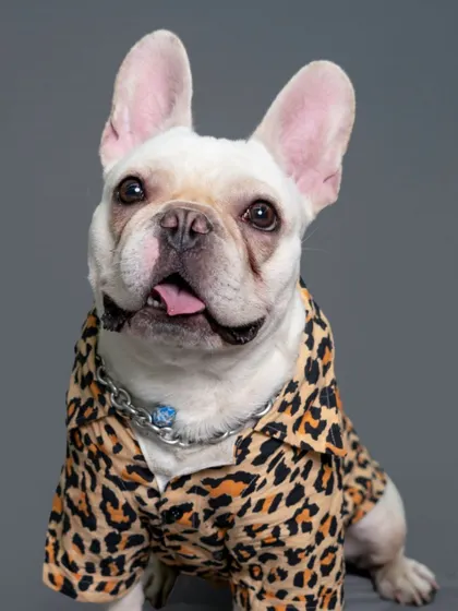 This French Bulldog is rocking a leopard print shirt and a silver chain, showing off his cool personality in this studio shot.