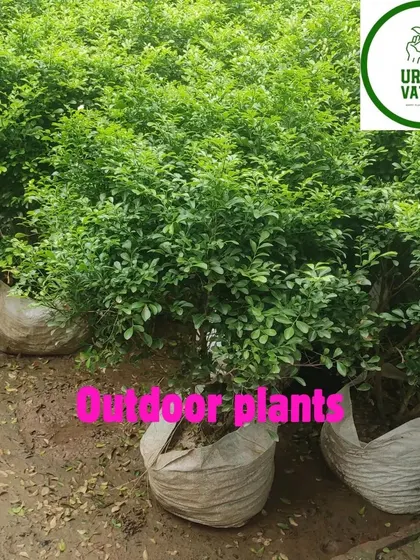 Rows of outdoor shrubs growing in the nursery.