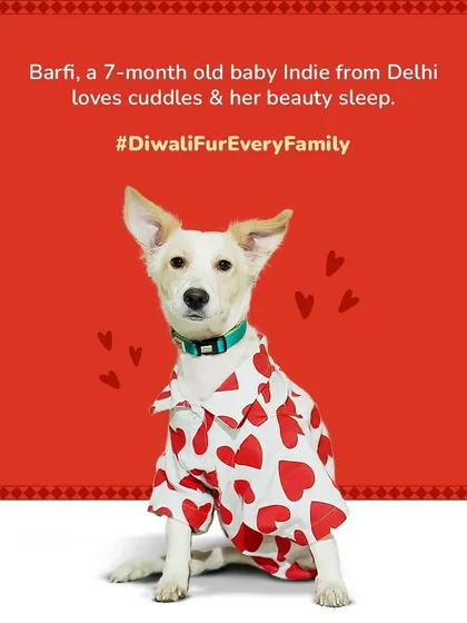 Meet Barfi, a 7-month-old adopted Indie from our Diwali campaign, looking adorable in a shirt covered in red hearts.