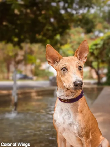 A portrait of Jimmy Choo looking noble and thoughtful by the fountain.