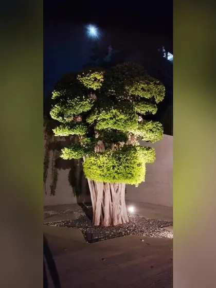 The sculpted tree is transformed at night by dramatic uplighting. This lighting design accentuates the unique texture of its trunks and the shape of its canopy, creating a stunning focal point against the dark sky.