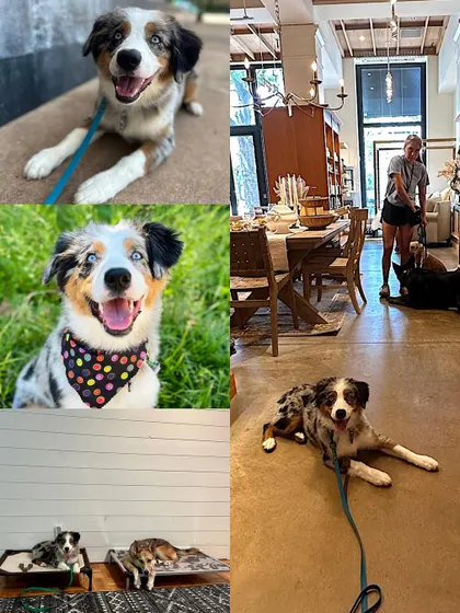 Pearly, an Aussie puppy graduate, showcasing her skills. Her parents wanted to learn the basics and how to manage her, and they've done a great job keeping up with her training.
