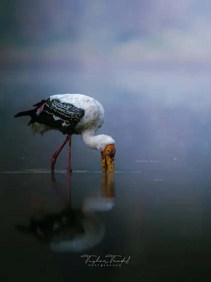 A Painted Stork dips its beak into the water, its reflection perfectly mirrored below. This shot focuses on the simple, elegant behaviors that make for compelling wildlife storytelling.
