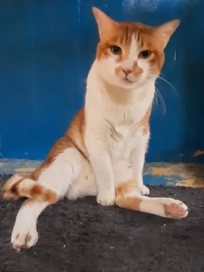 This cat has mastered the art of relaxing. We provide soft bedding and a calm atmosphere for maximum comfort.