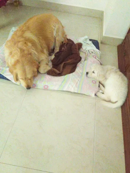 Chuppi with a tiny puppy. His gentle and soft nature was an inspiration and a reminder of the deep bonds we can form with these amazing animals.