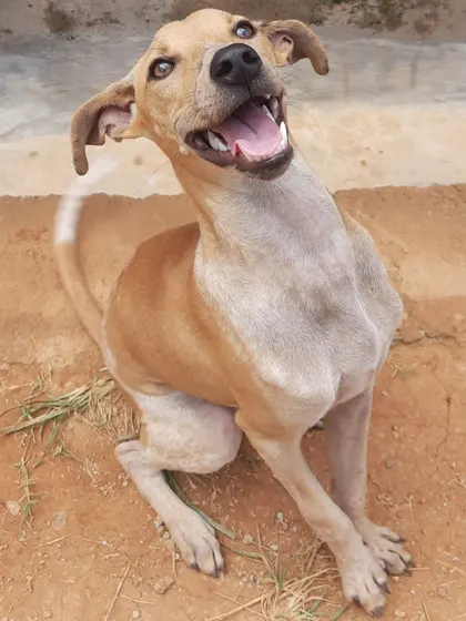 Say hi to Merlyn, a rescued Indie who recovered from a serious leg injury. We're happy to provide a safe and comfortable space for pets who are healing or have mobility challenges.