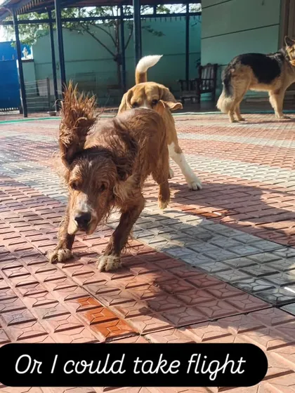 Or I could take flight. Towbi the cocker spaniel and his crazy flying ears are a constant source of entertainment.