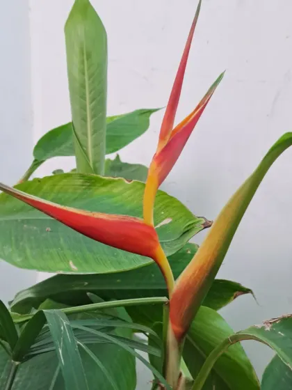 This is the Bird of Paradise flower, an exotic and architectural plant that makes a real statement.