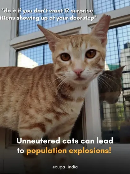 If you don't want 17 surprise kittens showing up at your doorstep, the answer is simple. Unneutered cats lead to population explosions, and sterilization is the only way to manage it humanely.