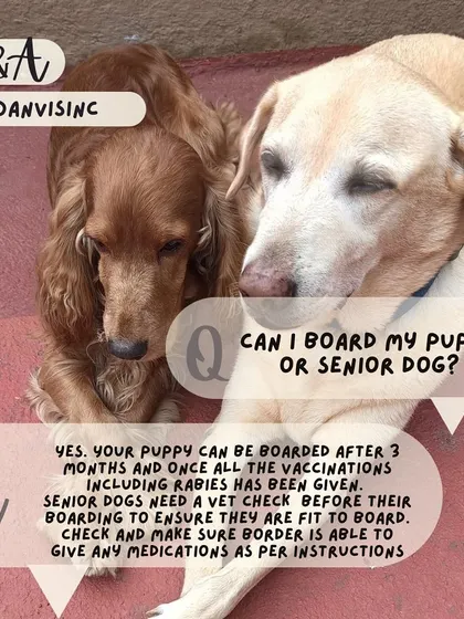 Yes, we welcome puppies over 3 months (fully vaccinated) and senior dogs. Seniors require a quick vet check to ensure they are fit to board, and we are happy to administer any required medications.