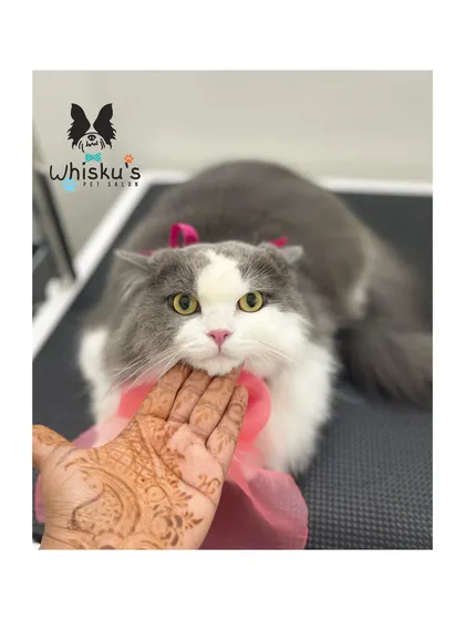 This beautiful bicolor Persian cat is so gentle and sweet. Her long, flowing hair is now clean and tangle-free.