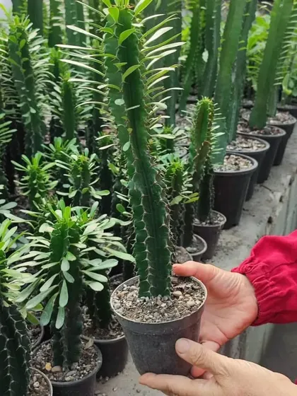 Another look at the Euphorbia cactus, showing its spiky texture up close. These are very easy to care for.
