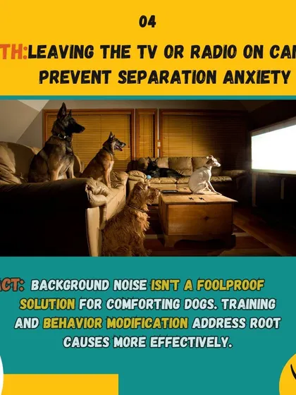 Myth: Leaving the TV or radio on prevents separation anxiety. Fact: Background noise isn't a foolproof solution. Addressing the root causes through training is more effective.