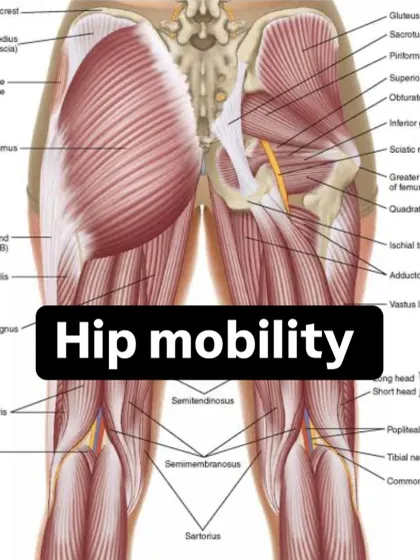 This anatomical illustration shows the complex musculature of the hips. Understanding these structures is key to appreciating why hip mobility, which involves the glutes, hip flexors, and surrounding muscles, is so fundamental for athletic movement.