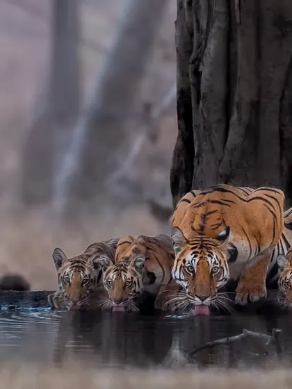 A dream moment in Pench as a tigress and her cubs come to a waterhole. Capturing family dynamics requires patience and a quiet presence. These are the moments we live for, the reward for hours of waiting in the jungle.