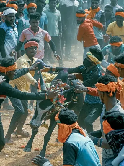 A chaotic and exciting moment from 'Hattihabba' as a group of men work together to control a calf. The dust and motion in the frame convey the raw energy of this traditional village festival.