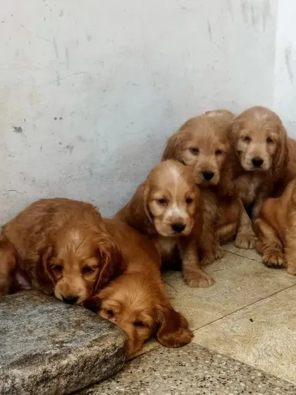 A sleepy Cocker Spaniel puppy resting on a stone while its littermates gather around.