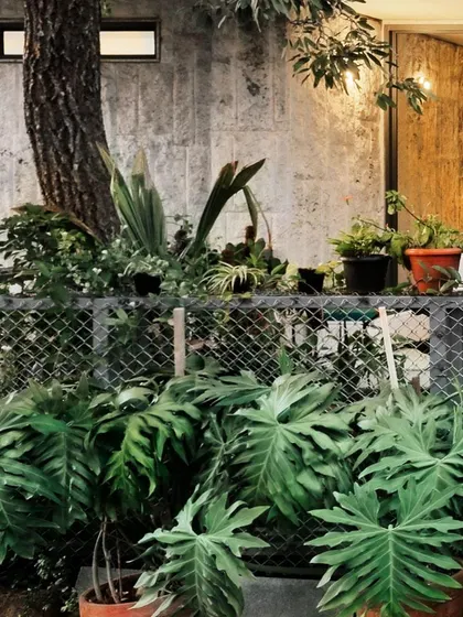 The lush greenery, including large philodendron plants, is a key part of the design, softening the hard lines of the concrete and chain-link fence.