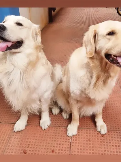 Nothing better than two fluffy, handsome Goldens chilling out together. Kuttush and Floofy are enjoying a beautiful evening at our home.
