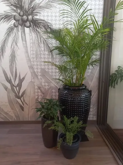 Here, I created a multi-layered plant grouping to bring life to a living room corner. A tall Areca Palm adds height and drama, while smaller plants in complementary pots create depth. This composition is carefully styled to harmonize with the client's existing decor, including the tropical-themed wallpaper.