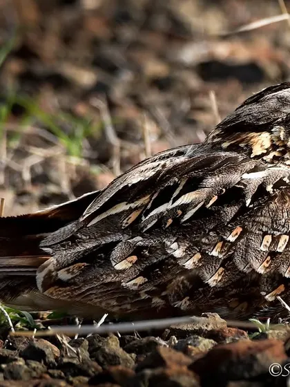 An Indian Nightjar perfectly camouflaged on the ground in Bhigwan. Their cryptic plumage makes them almost invisible during the day.
