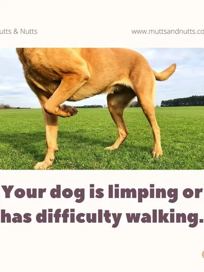 If your dog is limping or showing signs of pain during walks, hydrotherapy can provide relief. The warm water soothes sore muscles and joints, while the resistance helps strengthen the supporting muscles without impact.