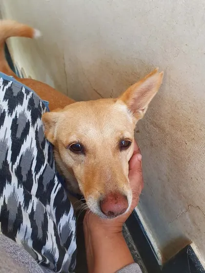 A quiet moment of affection is a sign of a deep bond. I cherish these connections and believe they are the foundation of a dog's emotional wellbeing.