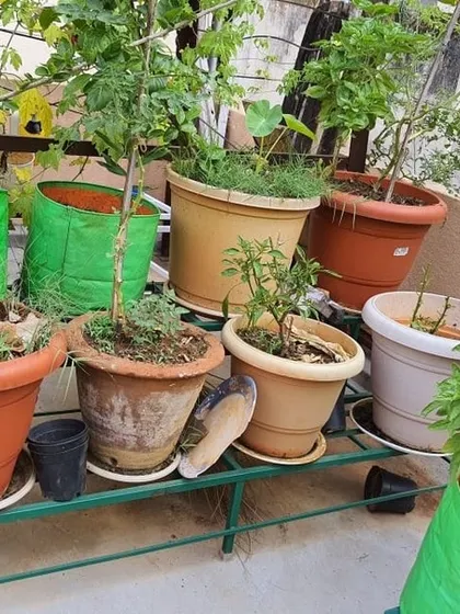 This stand holds a variety of plants, including herbs and citrus trees in grow bags, demonstrating the versatility and strength of our products.