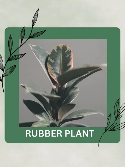 With its striking, glossy leaves, the Rubber Plant is a low-maintenance plant that is highly effective at removing airborne toxins and improving air quality.