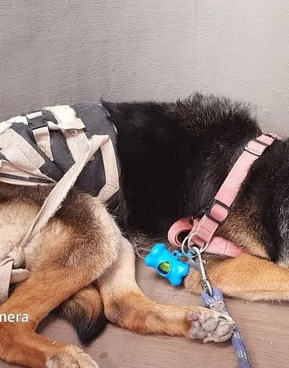 Smooch taking a well-deserved rest after his walk. You can see the lower back support we use to assist him. Making sure dogs with mobility challenges are comfortable, both during activity and at rest, is a top priority for us.