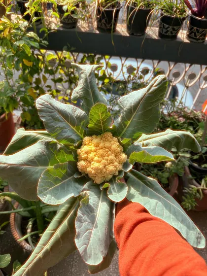 A top-down view of my beautiful 'gobhi da phool' or cauliflower head, just before harvesting. The leaves are huge and the flower is perfectly formed.