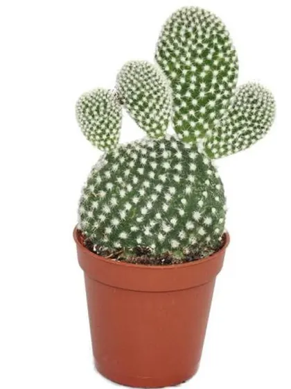 The Bunny Ear Cactus is a charming and unique cactus known for its distinctive shape. It requires minimal care and is a fun addition to any succulent collection.