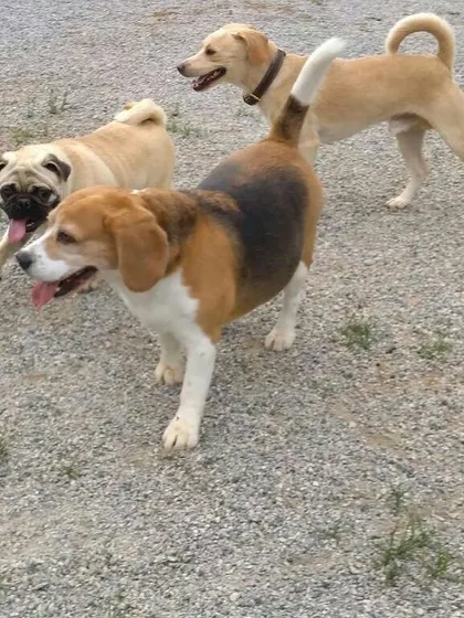 A Beagle, a Pug, and an Indie dog form a friendly trio. Our dog daycare is the perfect place for your pet to meet and play with new buddies.