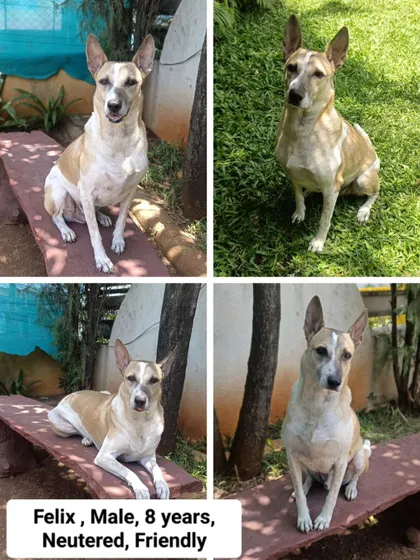 Here's another great shot of Felix. He, along with his two best friends, loves to swim and is not a fussy eater, making him an easy and wonderful addition to any home.
